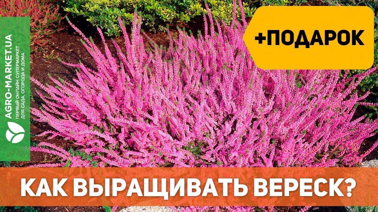 Посадка вереска