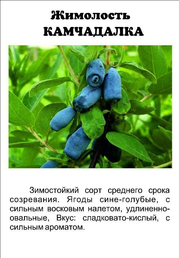 Выращивание жимолости – сорта, посадка и правила ухода