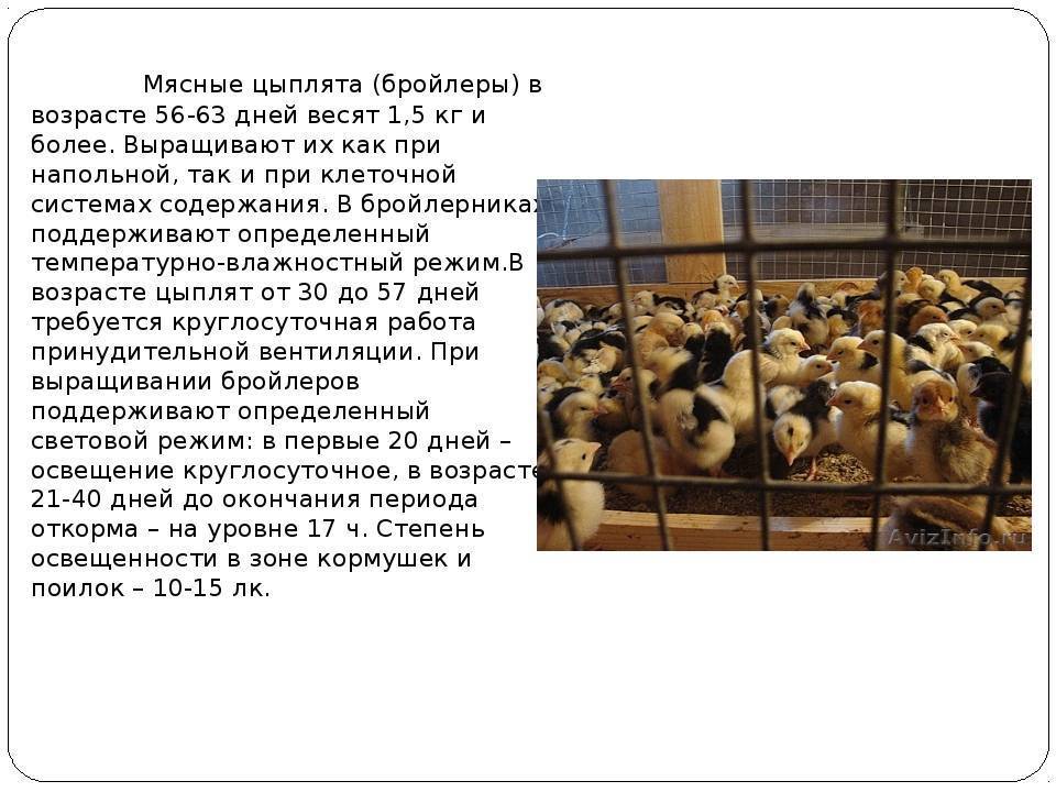 Содержание кур-несушек в клетках в домашних условиях