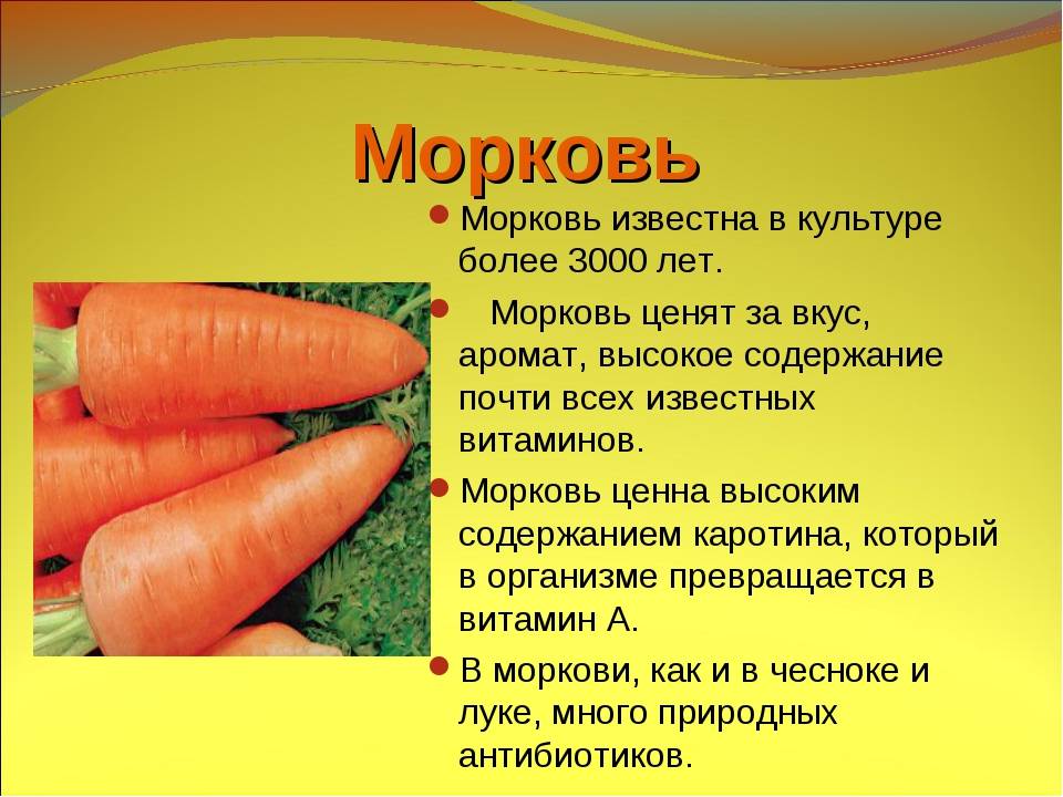 Морковь: описание, посадка, уход, подкормка | (фото) +отзывы