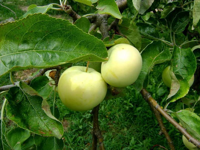 Яблоня белый налив: описание сорта, посадка и уход, фото, отзывы