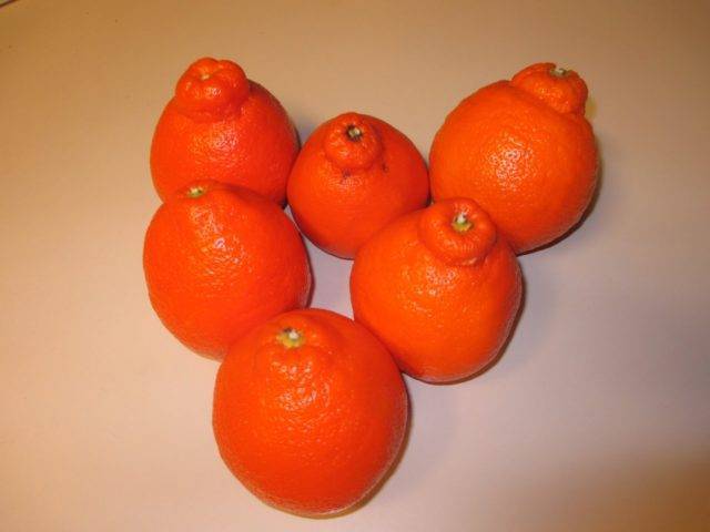 Гибрид красный апельсин — описание и характеристики цитруса