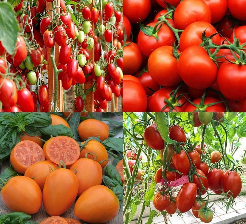 Характеристика карликовых сортов томатов