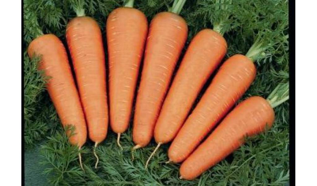 Семена морковь каскад f1, 0,3г, agroelita, bejo