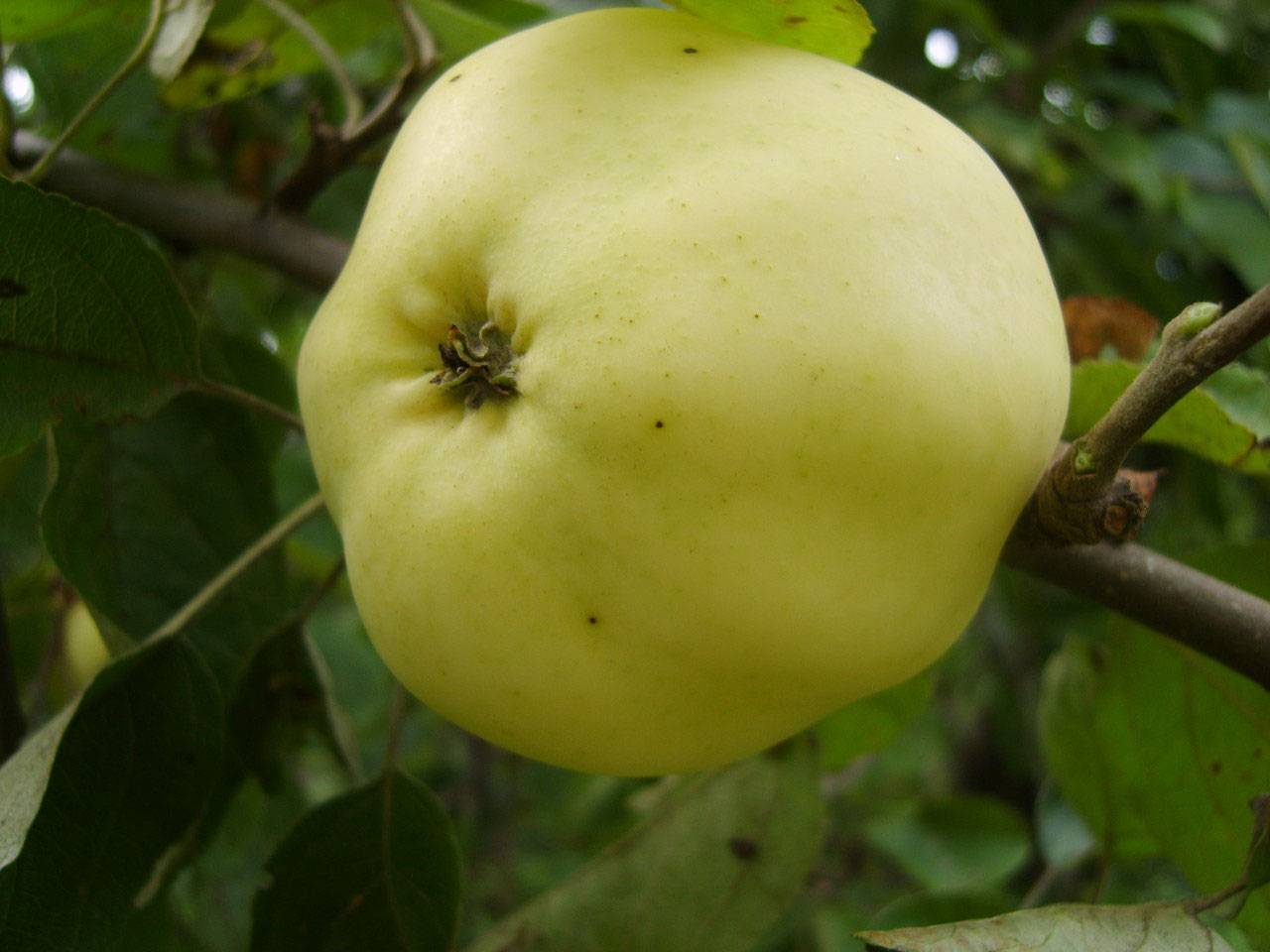 Рекордсмен по урожайности — яблоня сорта «антоновка обыкновенная»