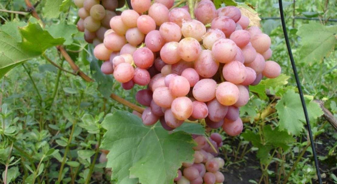 Украинский красавец — сорт винограда крупноплодного рута
