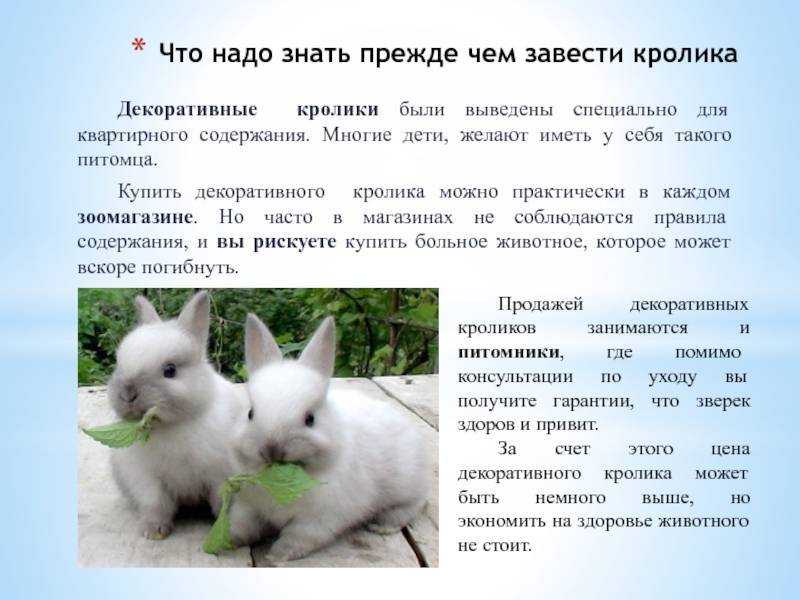 Особенности и правила содержания декоративного кролика