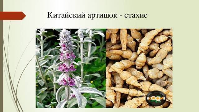 Стахис овощной китайский артишок