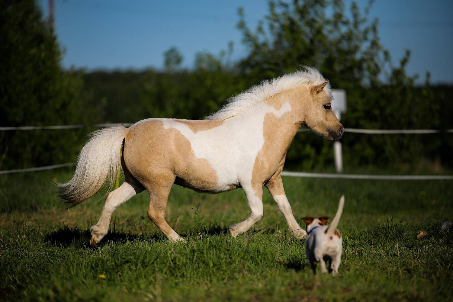 Мини-лошади: самые маленькие породы лошадей в мире, фото