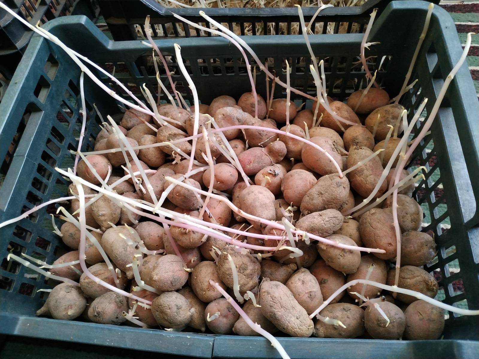 Когда доставать картошку на проращивание для посадки. Клубень картошки. Проросший картофель. Пророщенные клубни картофеля. Посадка картофеля.