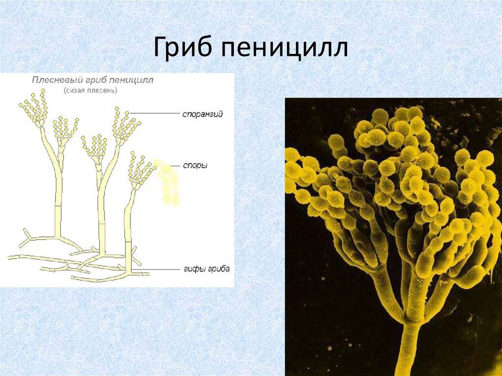 На рисунке изображен мукор ягель пеницилл масленок