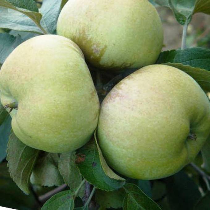 Яблоня богатырь - описание сорта, фото, выращивание и уход