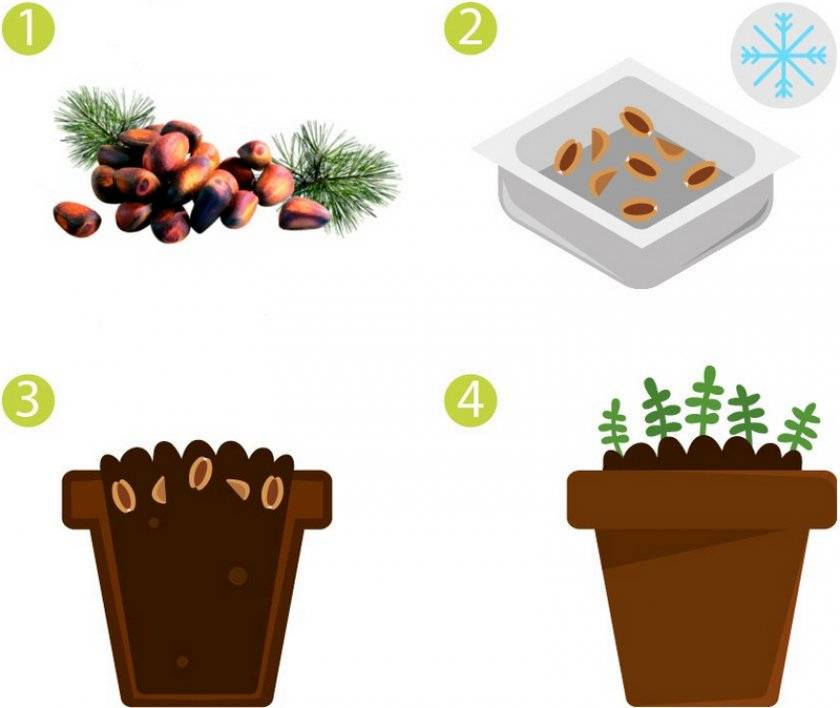 Как посадить и вырастить кедр из орешка дома