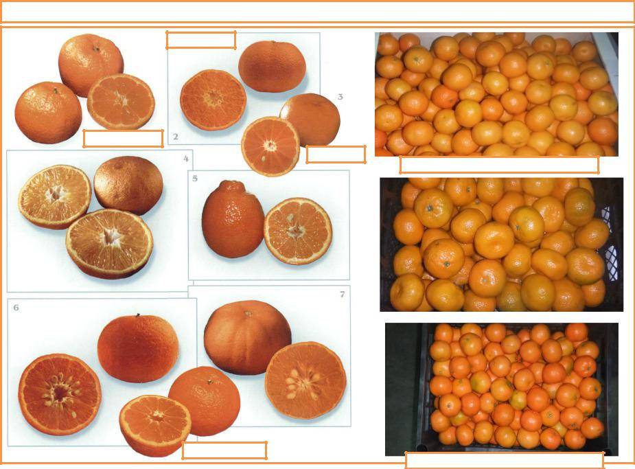 Разновидности мандаринов названия с фото