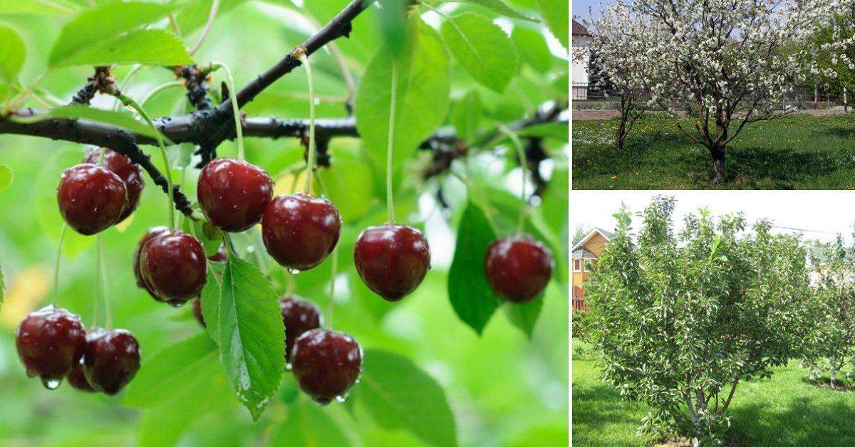 Чем вишня отличается от черешни и как правильно различать эти деревья и их плоды