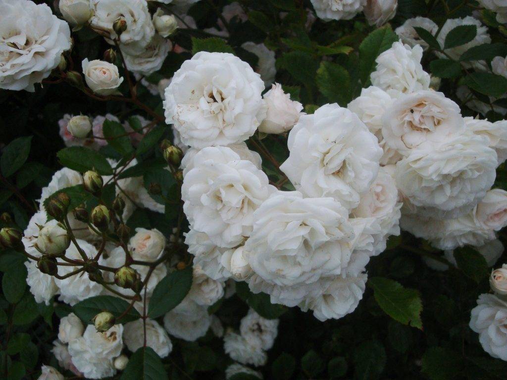 Роза ферст леди: описание сорта