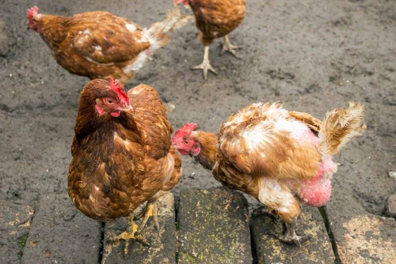 Почему цыплята клюют друг друга: причины, что делать
