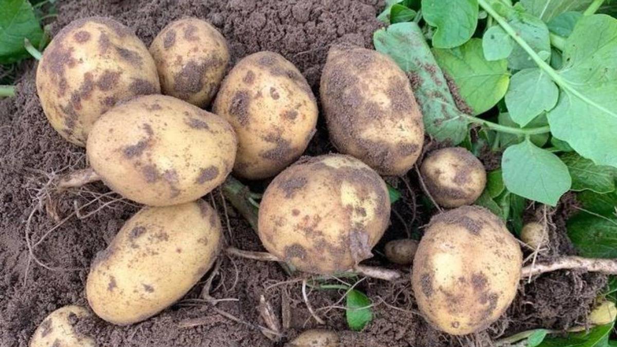 Голландские сорта картофеля: описание, фото