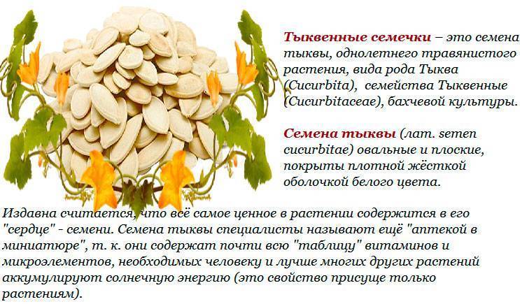 Семена тыквы - полезные и опасные свойства семечек тыквы