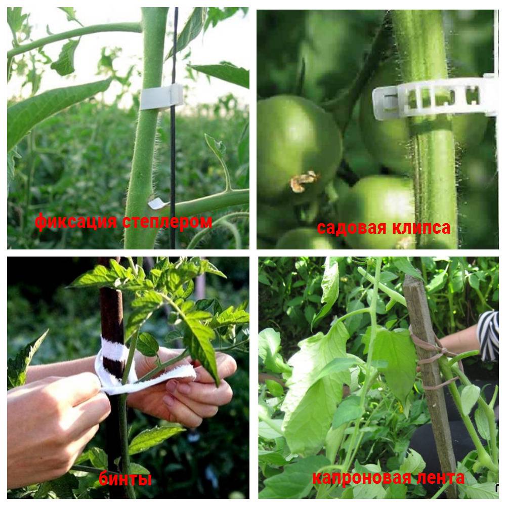 Как подвязать кусты помидоров в теплице и открытом грунте: способы