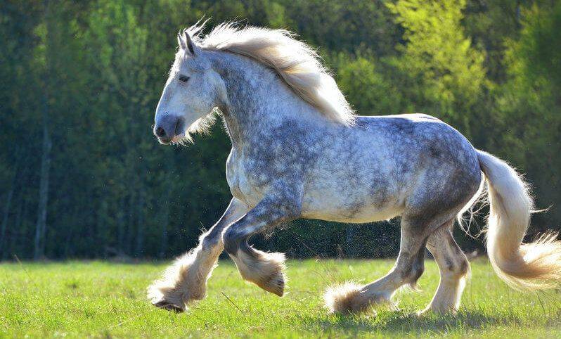Першерон: порода лошадей с фото