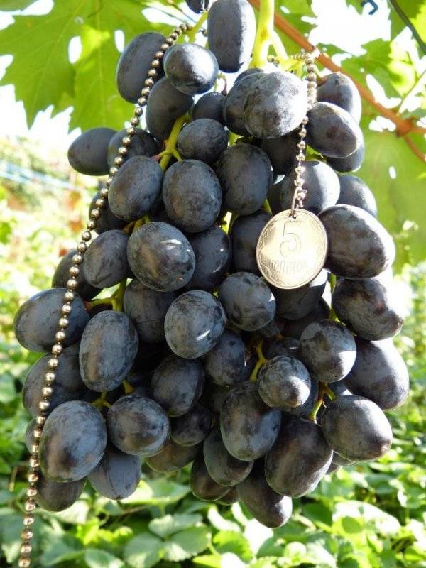 Виноград черных сортов: описание + фото