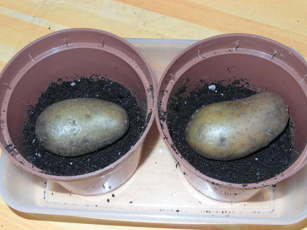 Как и когда проращивать картофель на посадку