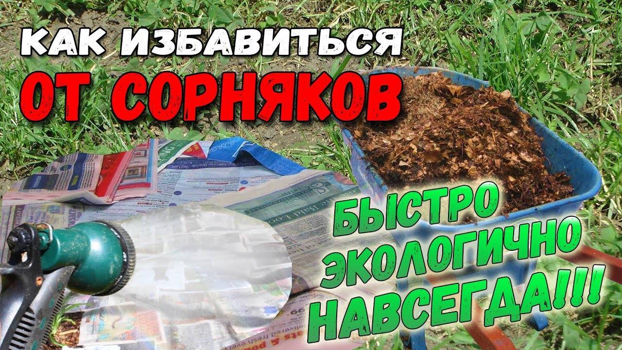 8 надежных способов избавиться от сорняков в огороде