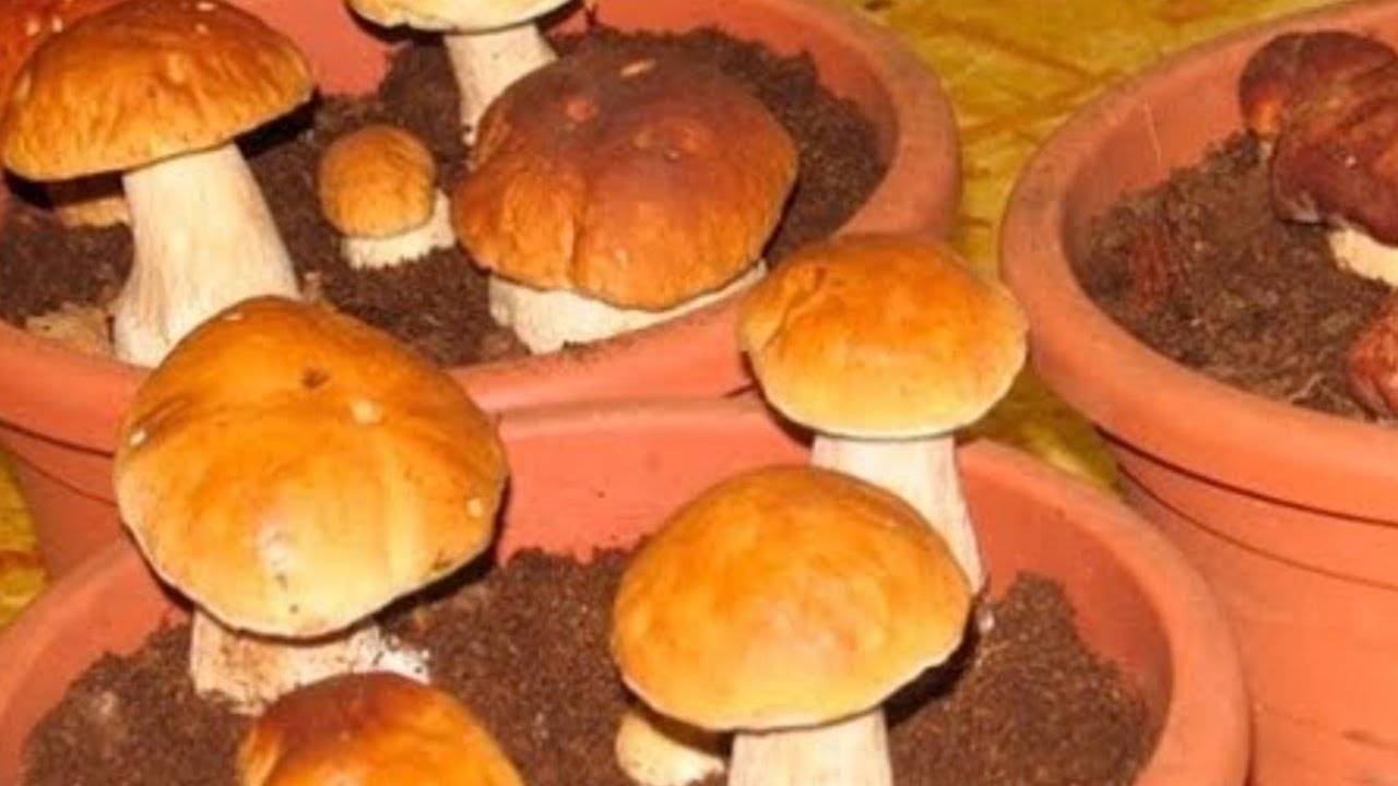 Инструкция по выращиванию белых грибов в домашних условиях