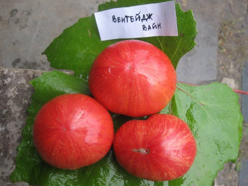 Урожайность и характеристика помидор валентина, отзывы о сорте