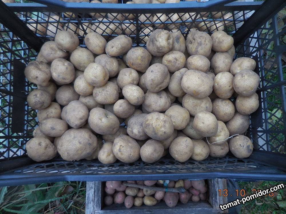 Картофель венета – описание сорта, фото, отзывы