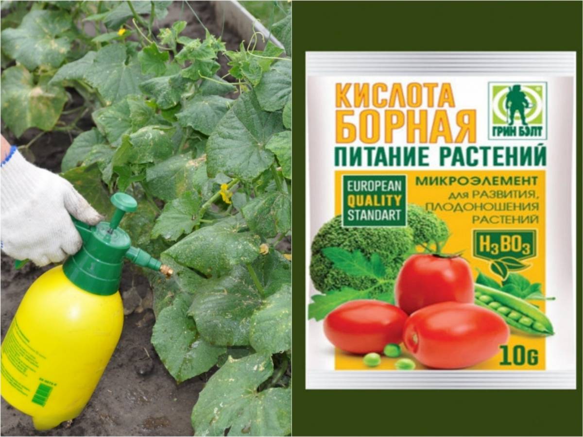 Борная кислота для растений: применение, опрыскивание, для чего необходима?