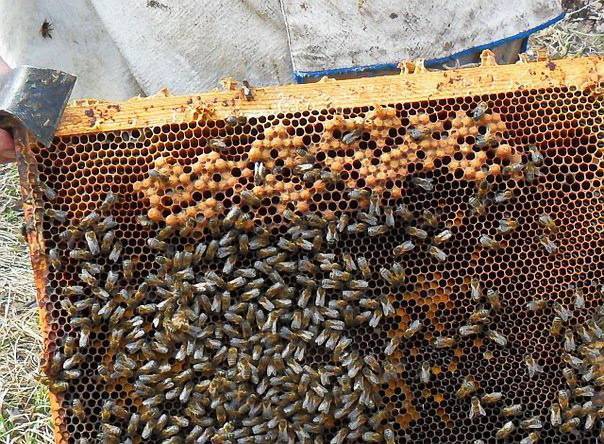 Трутовка что делать, трутни в пчелиной семье, как исправить семью трутовку