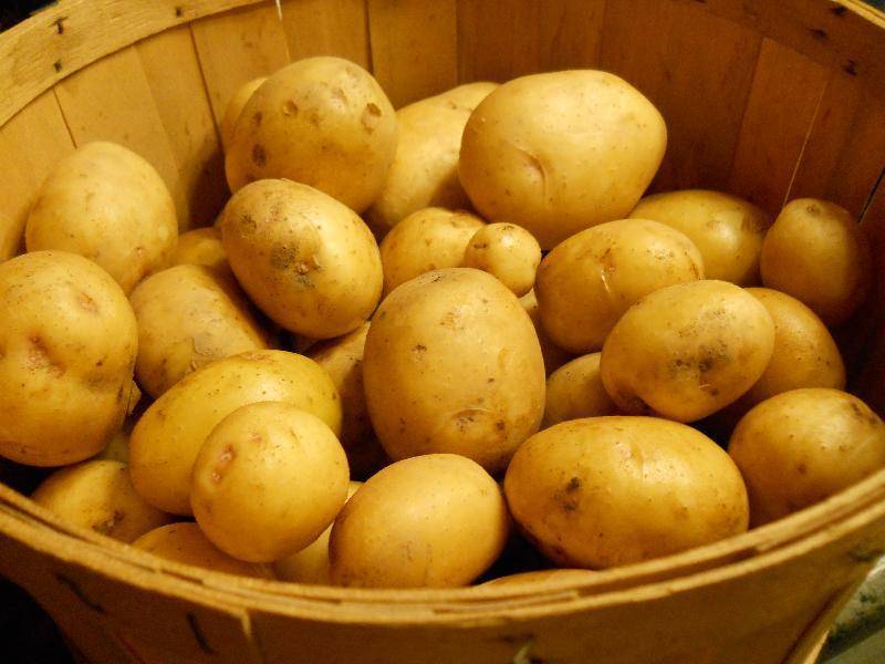 Аппетитный и нежный сорт для жарки и варки — картофель колобок: описание и характеристика