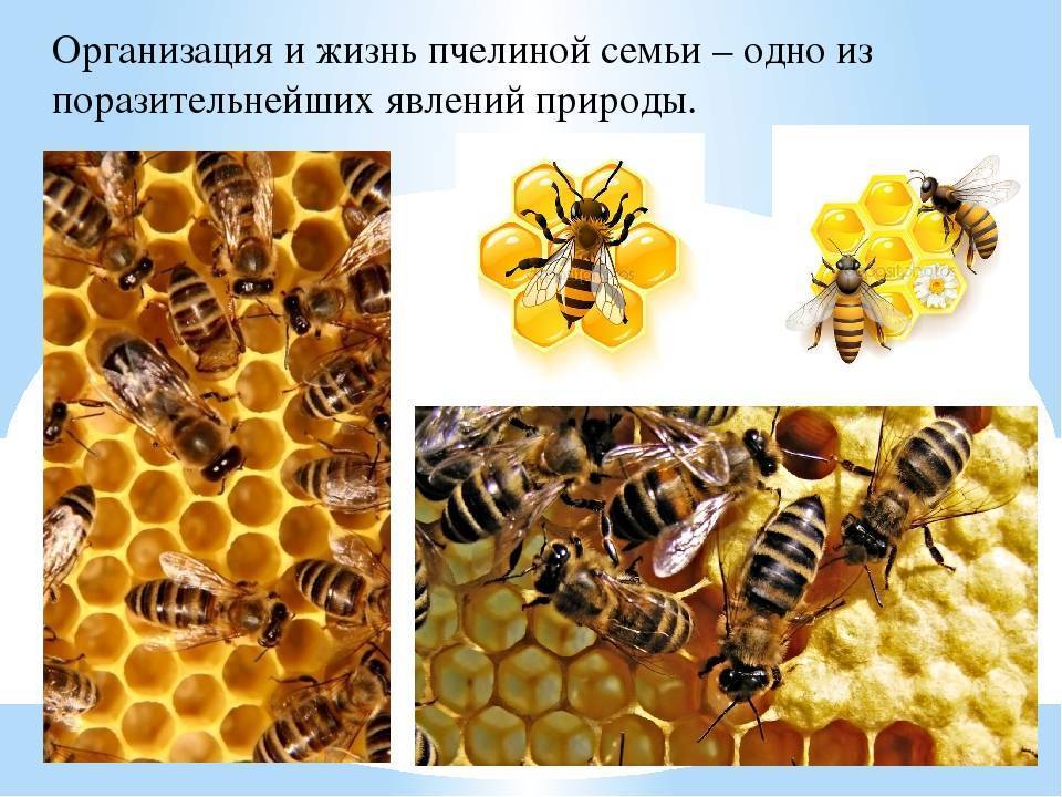 Состав и обязанности пчелиной семьи