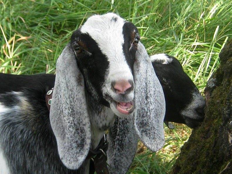 Порода нубийские козы: фото, отзывы и описание. характеристики породы, сколько молока можно получить, содержание коз.