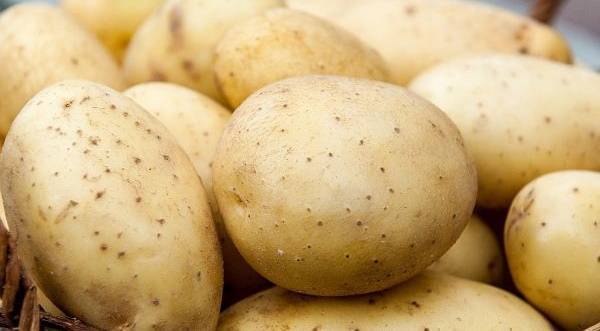 Сорт картофеля Ривьера: характеристика, отзывы