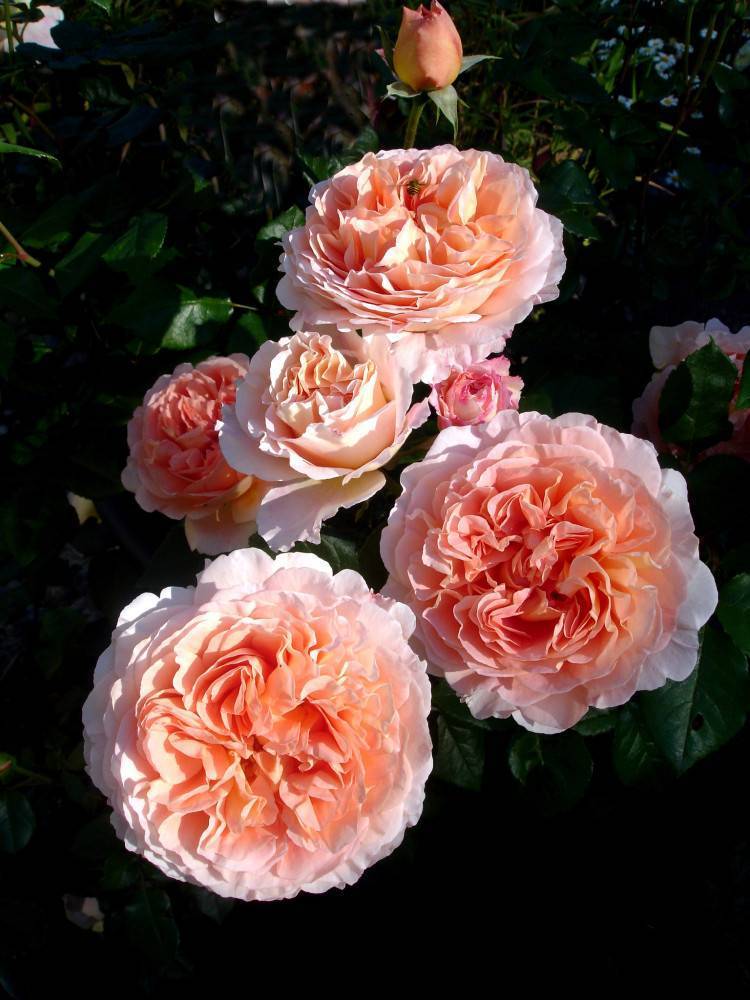 Английская роза абрахам дерби: фото и описание, отзывы, когда и как цветет. роза абрахам дарби: отзывы, фото, особенности выращивания