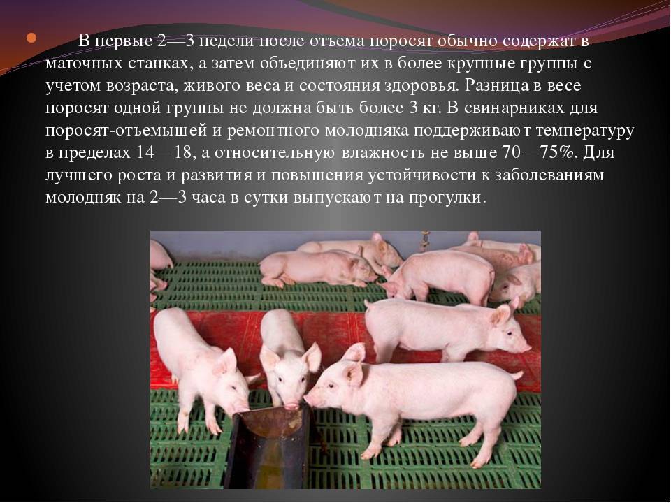 Племенное свиноводство | уход за свиноматкой в период опороса и лактации.