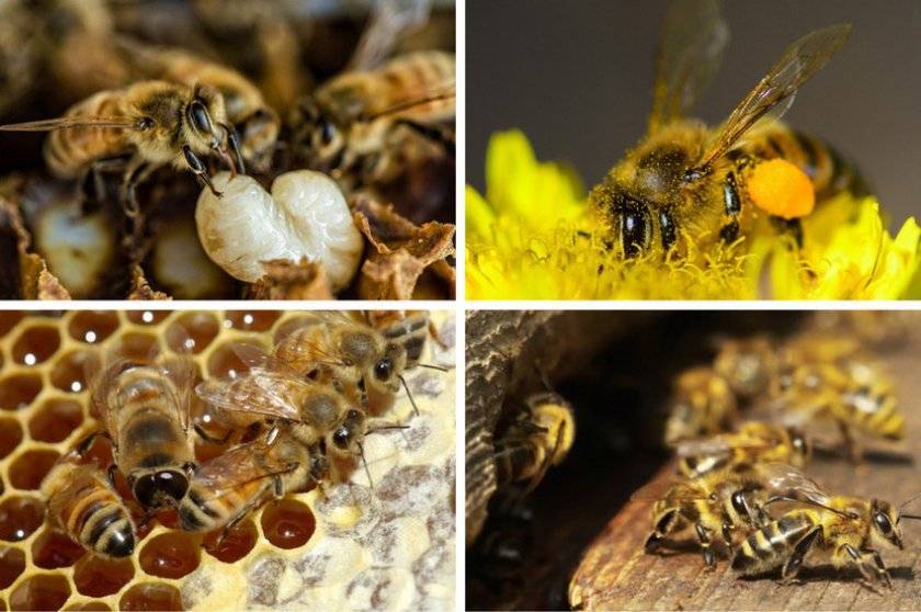 Состав пчелосемьи: её развитие, численность и жизнь