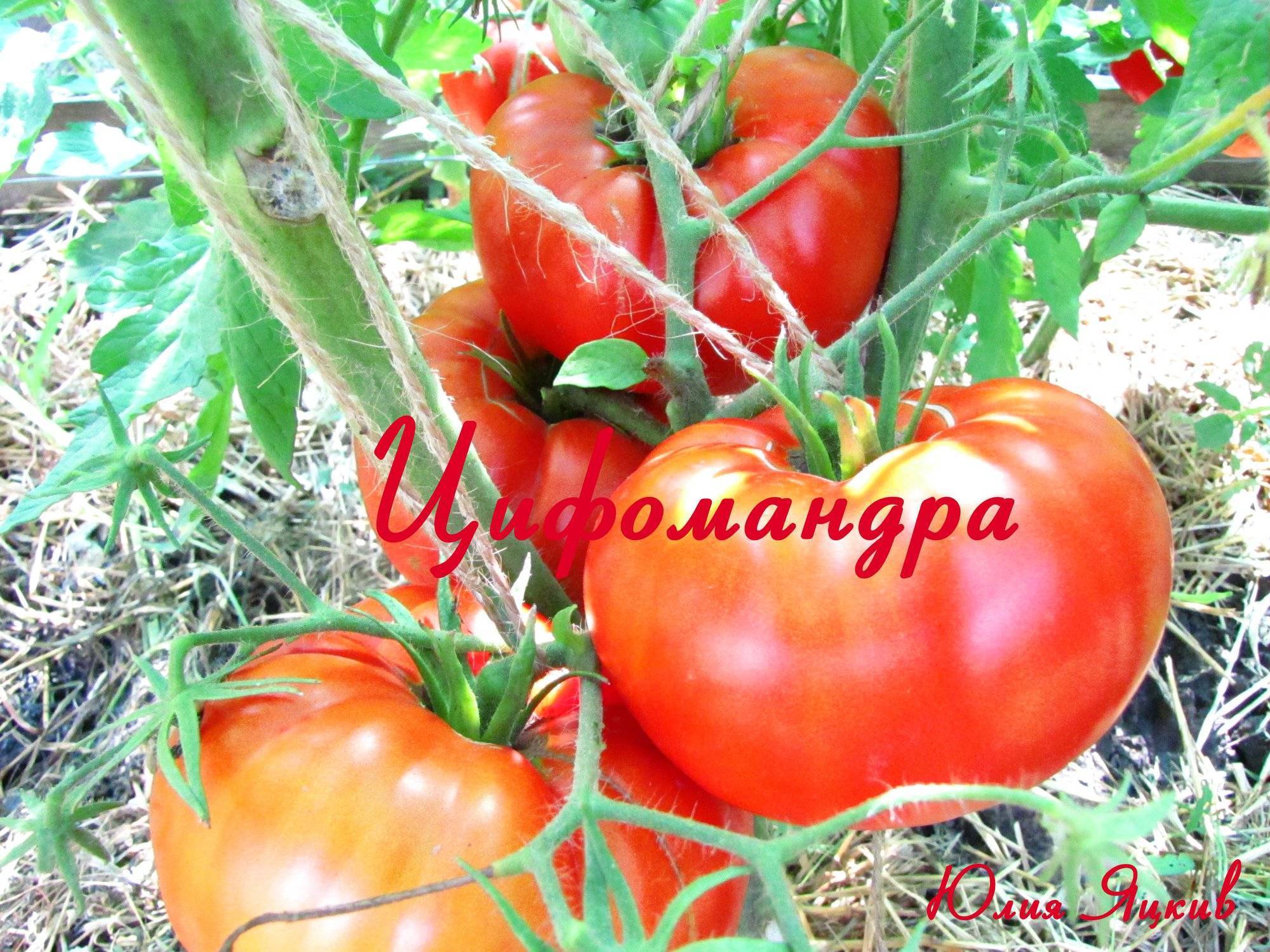 Что такое цифомандра: сортовой помидор или экзотическая ягода? описание томатного дерева, особенности его выращивания в рф