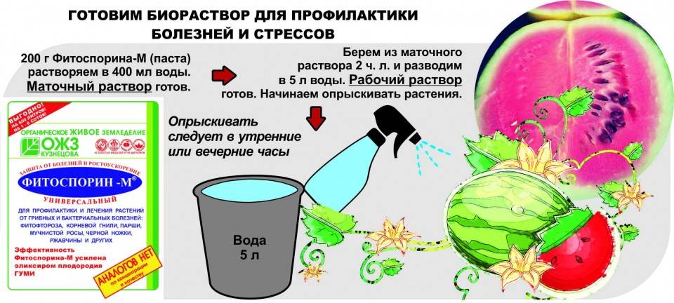 Схема подкормки арбузов и дынь в открытом грунте