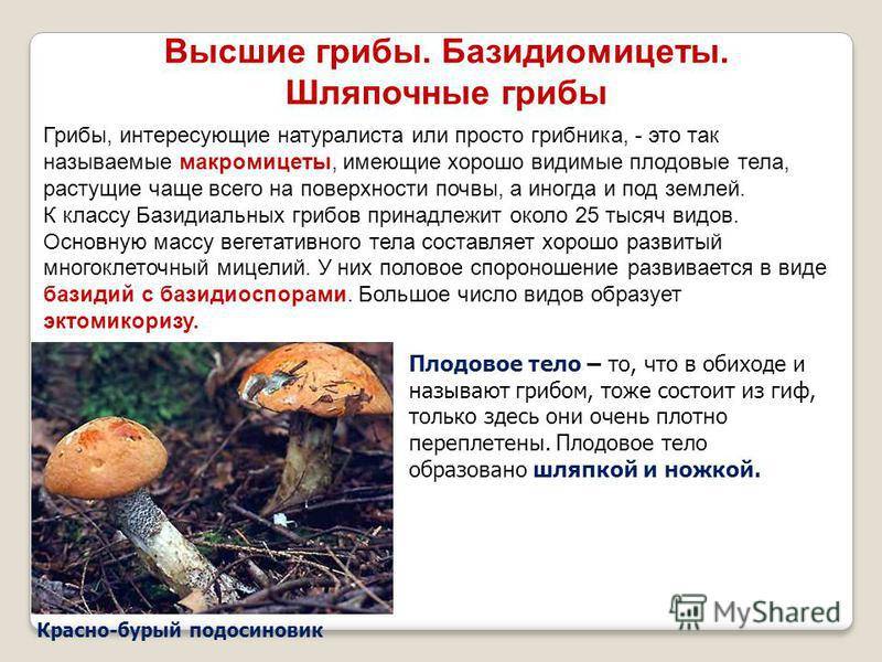 Назови признаки грибов
