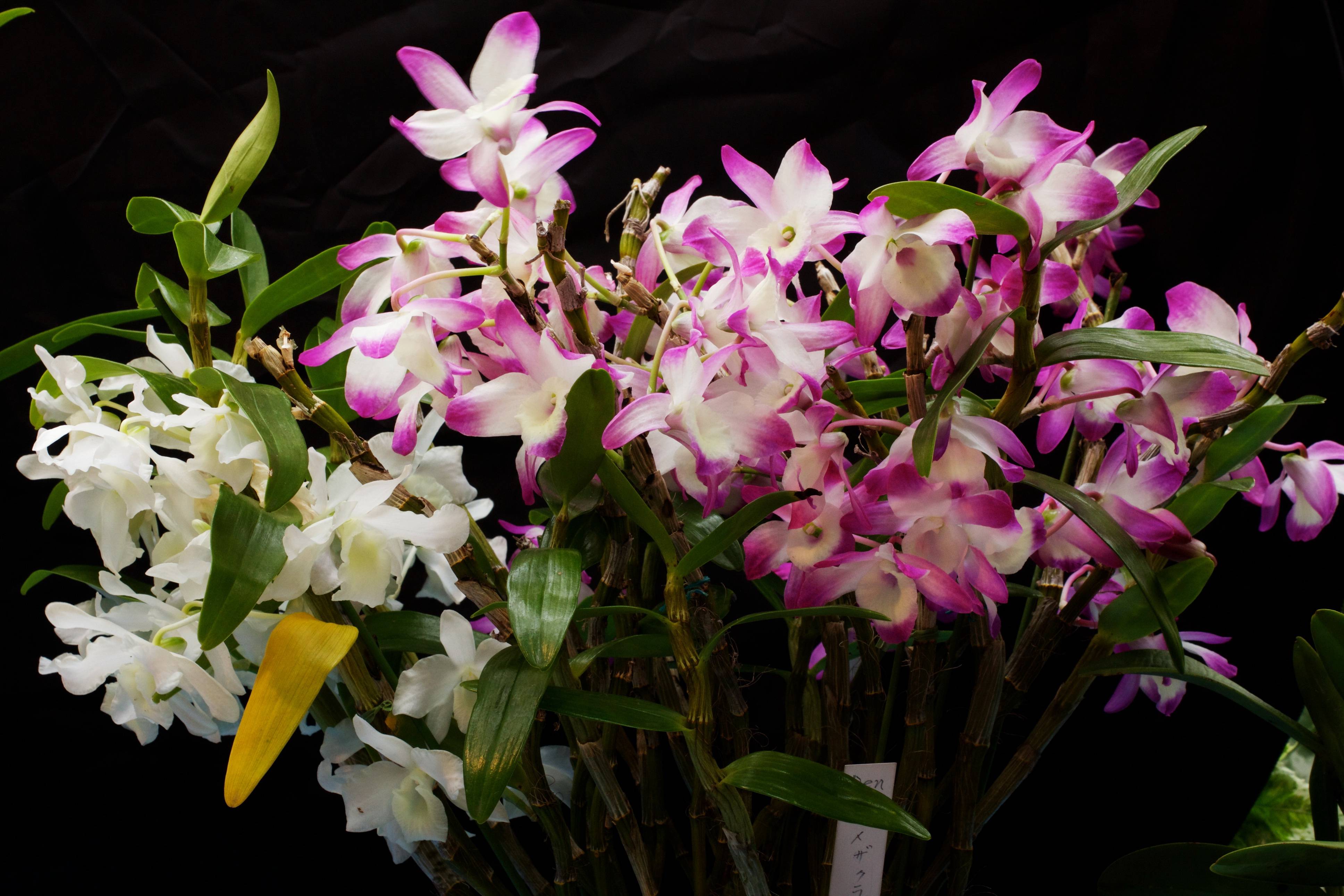 25 видов орхидей с фото и названиями - разновидности по классам, сорту, цвету и форме листьев