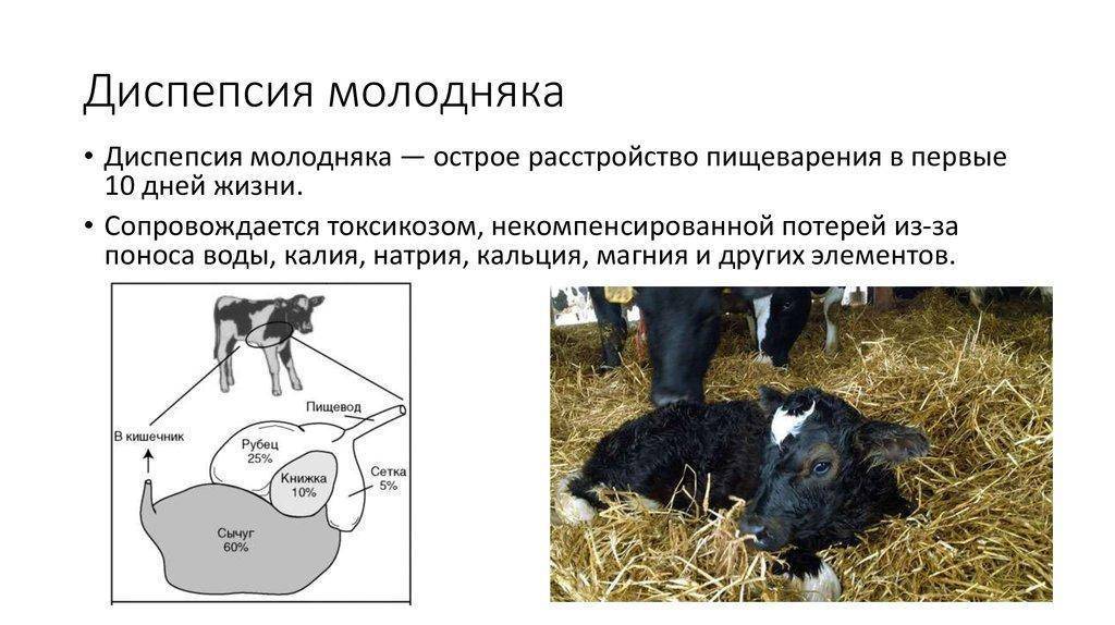 Kолибактериоз у коров: симптомы, лечение, профилактика | beleka.by