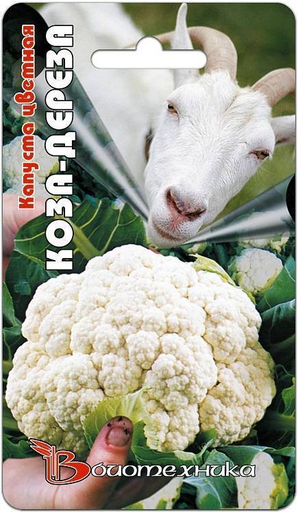 Сорт цветной капусты коза дереза, описание, характеристика и отзывы, а также особенности выращивания