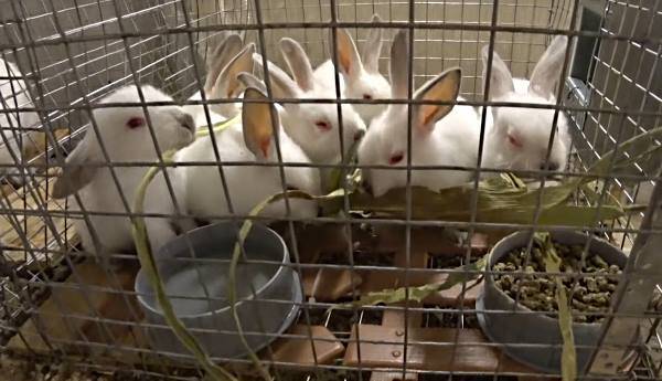ᐉ когда отсаживать крольчат от крольчихи, в каком возрасте лучше это делать? - zooon.ru