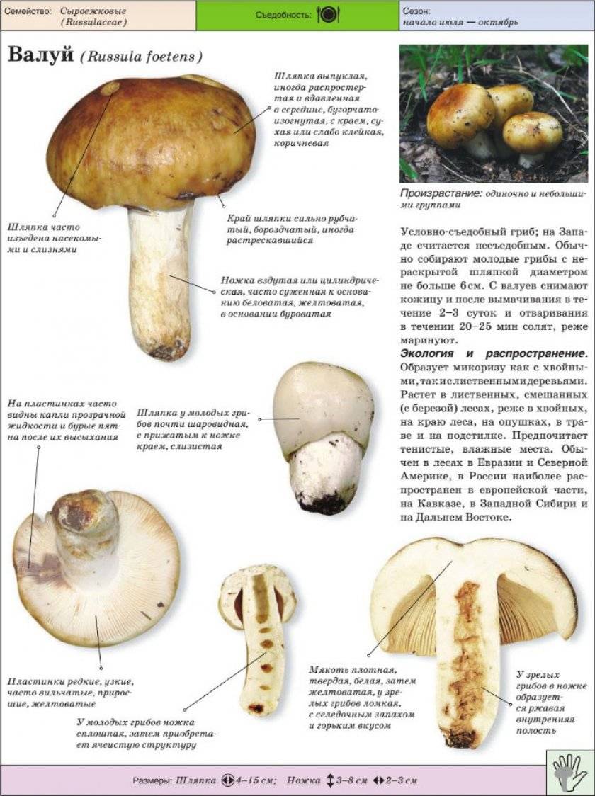 Валуй гриб как. грибы валуи: описание, где растут, первичная обработка