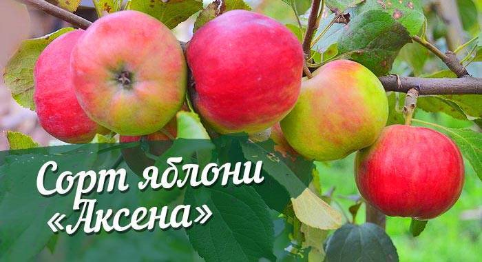 Яблоня сладкая нега описание сорта и характеристики регионы выращивания с фото
