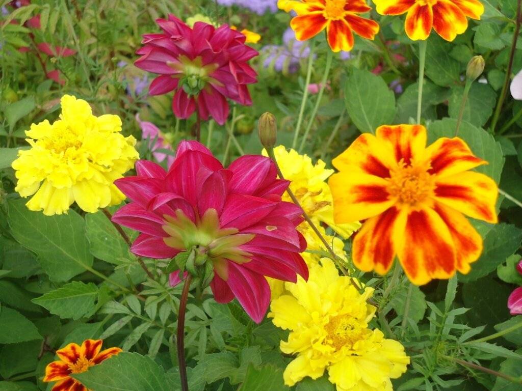 Цветы на клумбе: многолетние и однолетние низкорослые растения, цветущие всё лето, и уход за ними